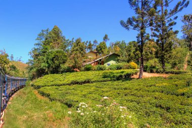  Kandy, Sri Lanka - 8 Ocak 2018. yolcu treni ile çay tarlaları güneşli bir günde Nuwara Eliya alanında geçer