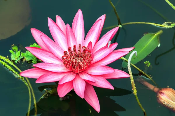 Pink Lotus Flower Water Closeup — Stock Photo, Image