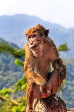 Maymun Dağları arka plan üzerinde oturur. Portre