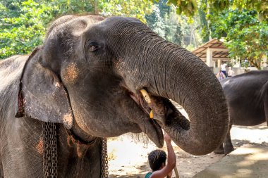 Kandy, Sri Lanka - 9 Ocak 2018. fil bir fil ile muz sırasında bir ara iş akışları