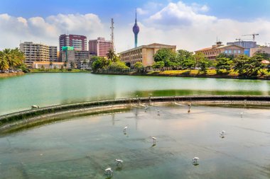Colombo, Sri Lanka - 12 Ocak 2018. Pelikan göl güneşli bir günde bulunan Şehir Merkezi bölümünde Beira yüzmek