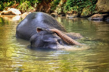 yağmur ormanları arasında nehirde Yüzme fil