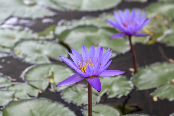 Фиолетовый цветок лилии на фоне листьев в воде — стоковое фото
