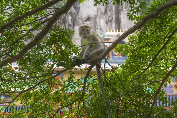 Обезьяна-макак сидит на ветвях дерева с ёжиком на фоне индуистского храма — стоковое фото