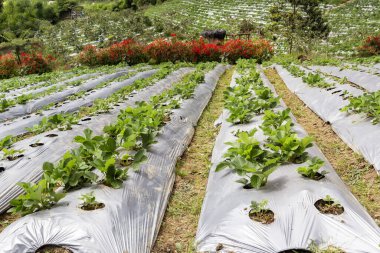 Açık havada bir filmin altında yüksek oranda yabani çilek.