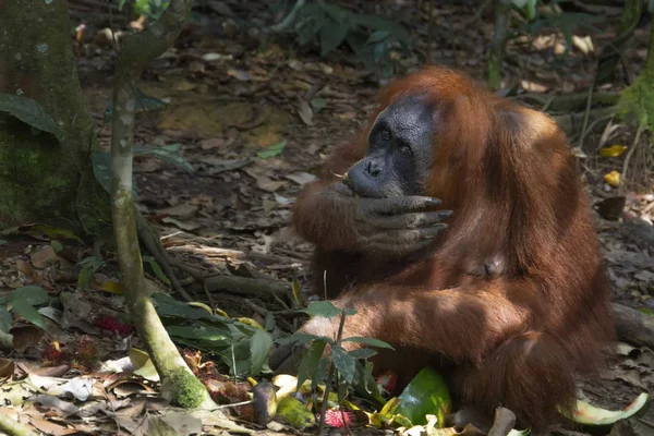Orangután Adulto Come Alimentos Dejados Por Los Turistas Hábitat Natural —  Fotos de Stock