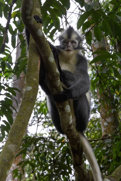 Thomsons Affe Sitzt Auf Einem Ast Regenwald — Stockfoto