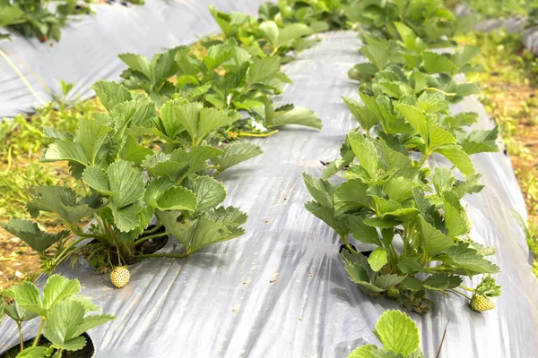 Hochbeete Mit Walderdbeeren Freien Unter Folie — Stockfoto