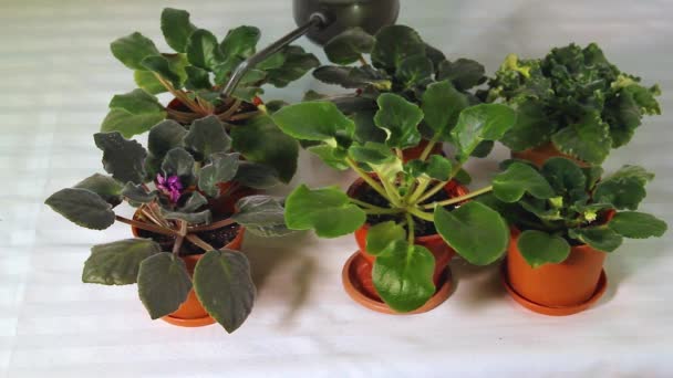 浇水可以在花盆里浇灌紫罗兰 — 图库视频影像