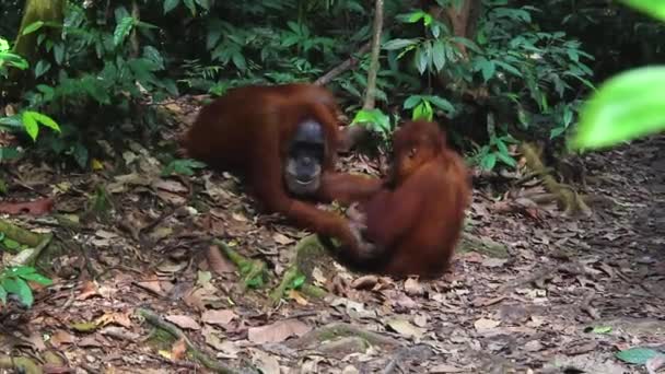 Oranjebruin Vrouwtje Met Welp Natuurlijke Habitat — Stockvideo