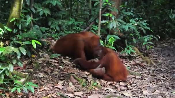 Doğal Ortamında Yavrusu Olan Orangutan Dişi — Stok video