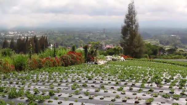 Lit Fraises Sous Film Sur Fond Collines Nuages — Video