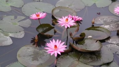 Bir gölün sakin sularındaki yaprakların arka planında pembe zambak çiçekleri