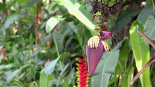 Inflorescencia Racimo Plátanos Una Palmera Bosque Tropical Movimiento Cámara — Vídeo de stock