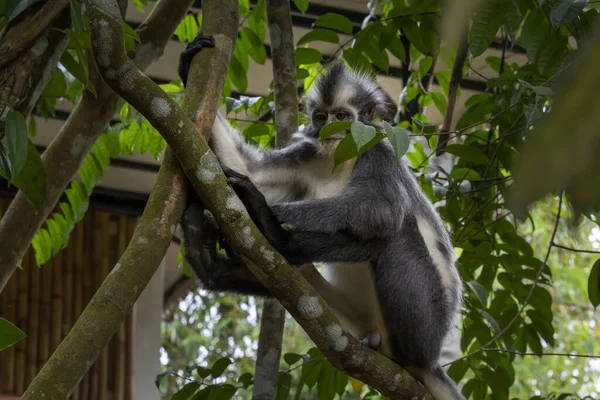 Mono Thomson Sienta Una Rama Árbol Selva Tropical — Foto de Stock