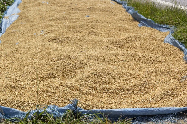 Los Granos Arroz Secan Aire Libre Día Soleado — Foto de Stock