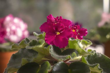 Evcil menekşenin muhteşem kırmızı çiçeği bulanık bir arka planda. Yakın plan.