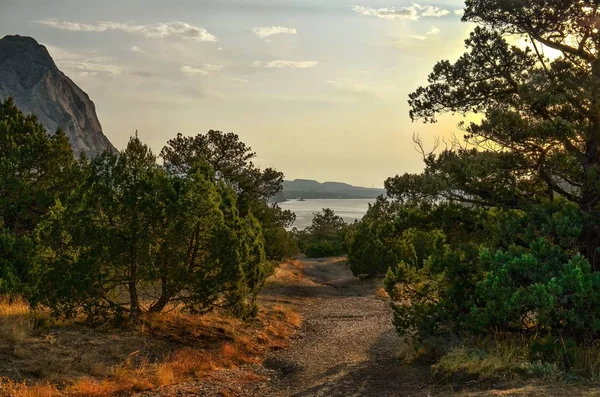 Yolun ortasında bir koru ardıç Crimea'da