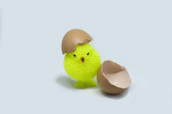 Sadece bir yumurta yumurtadan küçük bir tavuk.
