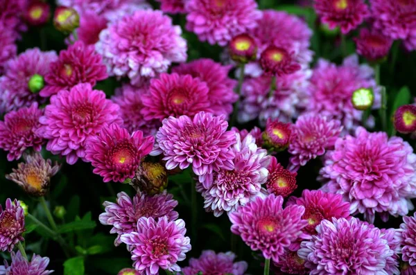 Lindas Flores Crisântemos Para Presente Agradável — Fotografia de Stock