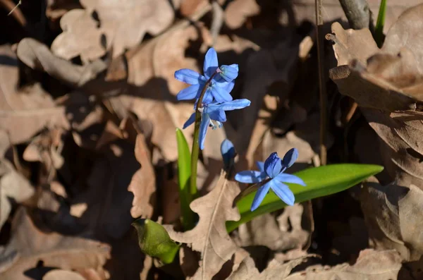 Bahar - orman proleski ilk çiçekler.