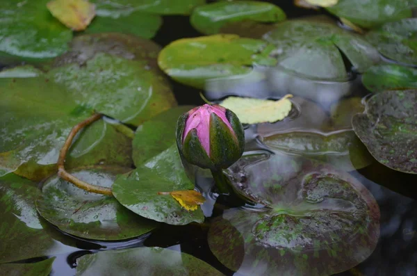 Sonbaharda göl kenarında pembe Lotus çiçek tomurcuk.