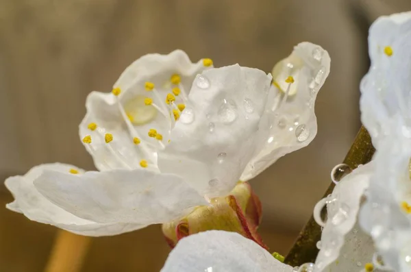 Meruňkových Květů Dešti Perlivé Vody Klesne Jaře — Stock fotografie