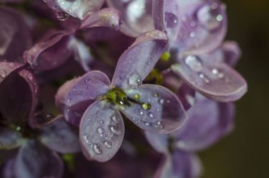 Sonra bir yağmur ilkbaharda su damlaları leylak.