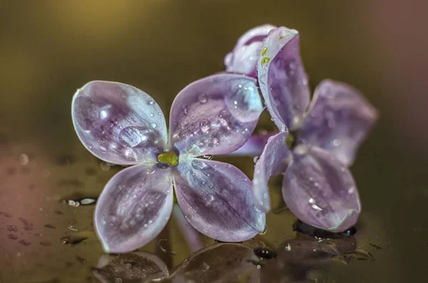 Lila Lístků Kapkách Rosy Dešti Jaře — Stock fotografie