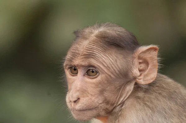 Indian Monkey Rhesus Macaque Een Koele Bui — Stockfoto