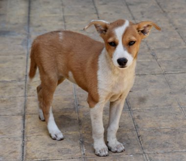 Küçük Kızılderili Kahverengi ve Beyaz Köpek Yavrusu. İthal cinslere kıyasla Hindistan 'ın koşullarına daha uygun.. 