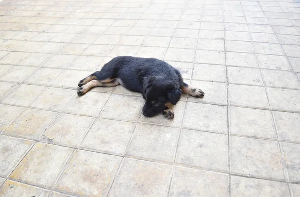 Raça Nativa Indiana Black Brown Cachorro Adormecido — Fotografia de Stock