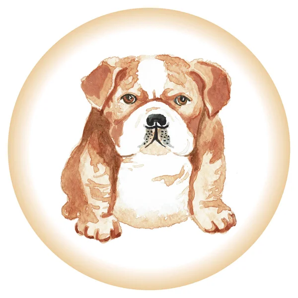 Handwork watercolor illustration of dog English bulldog in white background. — Stock Photo, Image