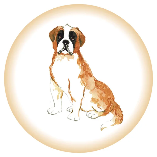 Watercolor portrait of Swiss Alpine mastiff red St Bernard breed dog isolated on white background. — Stock Photo, Image