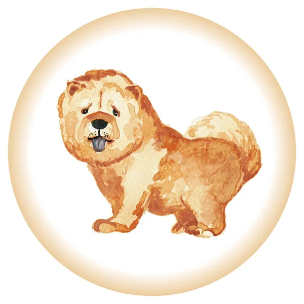 Illustration of the dog breed Chow Chow — Stock Photo, Image