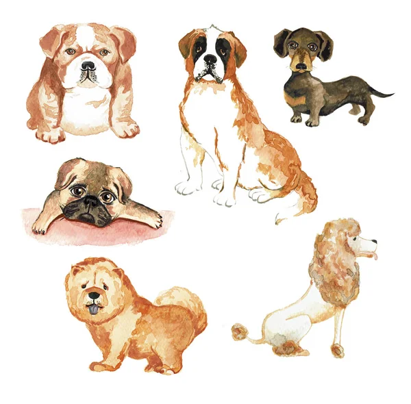 Set of dogs. Watercolor illustration in white background. — Stock Photo, Image