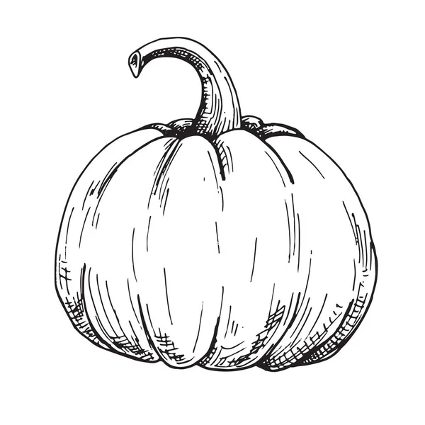 Calabaza dibujada a mano aislada sobre fondo blanco. Ilustración vectorial de un estilo de boceto. — Archivo Imágenes Vectoriales