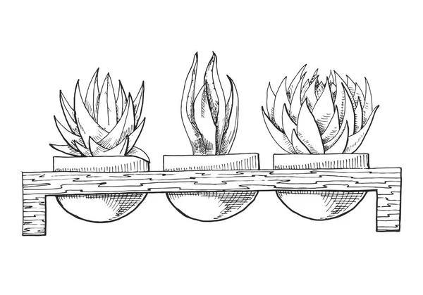 Ескіз трьох суккулентів у горщиках на дерев'яній підставці. Векторна ілюстрація стилю ескізу . — стоковий вектор