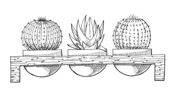 Náčrt aktivní zóny tří sukulentů v květináčích na dřevěné lavici. Vektorové ilustrace stylu skica. — Stockový vektor
