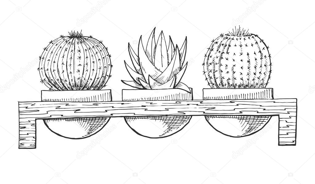 Sketch of three succulents in pots on a wooden stand. Vector illustration of a sketch style.
