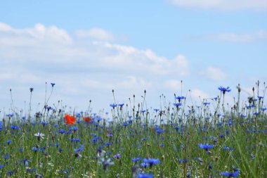 Kır çiçeği çayır kırmızı haşhaş ve mavi Peygamber ile.