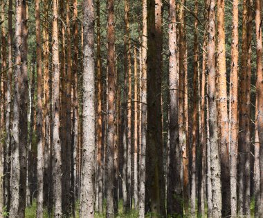 Ormandaki - arka plan bir sürü. Polonya.