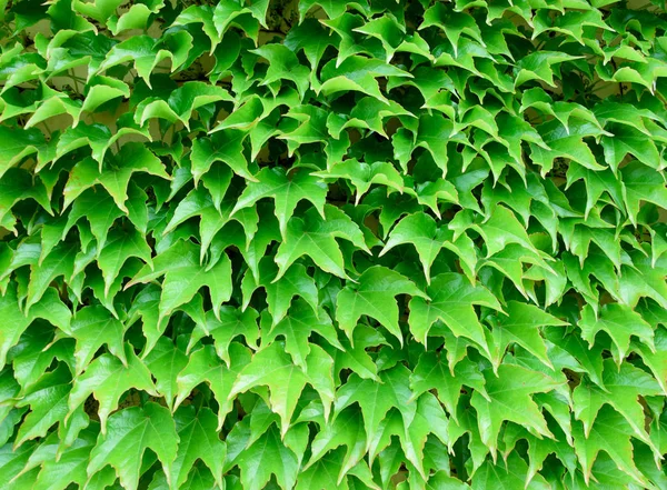 Ivy leaf texture, green background. Natural pattern. — Stock Photo, Image