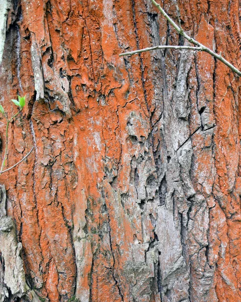 Кора дерева с красным лишайником и водорослями. Текстура . — стоковое фото
