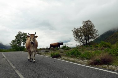 Arnavutça dağ yolu üzerinde inek. Arnavutluk.