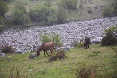 Eşek Sh21 road yakınındaki otlatma. 
