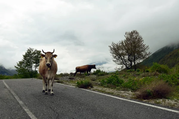 Cow on road in Albanian Mountain. Albania.