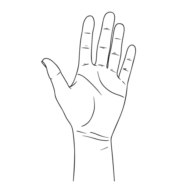 Sketch of counting hand isolated on white background. Open palm showing number five. Vector — Stock Vector