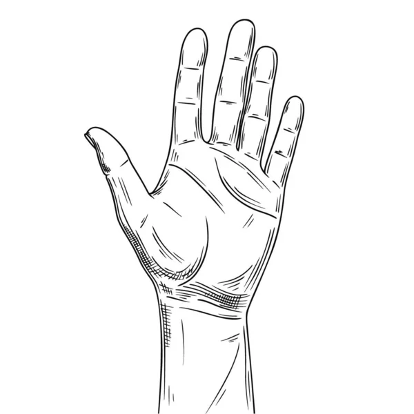 Рисунок руки подсчета, выделенной на белом фоне. Открытая ладонь показывает номер пять. Вектор — стоковый вектор