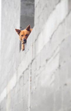 Penceresinde kahverengi köpek